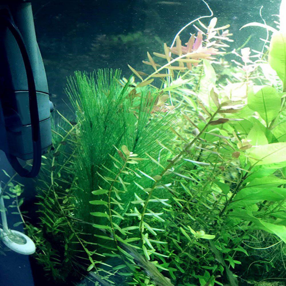 1/3Pcs 28/40cm Aquarium Fish T - Live Plant Aquarium review and price