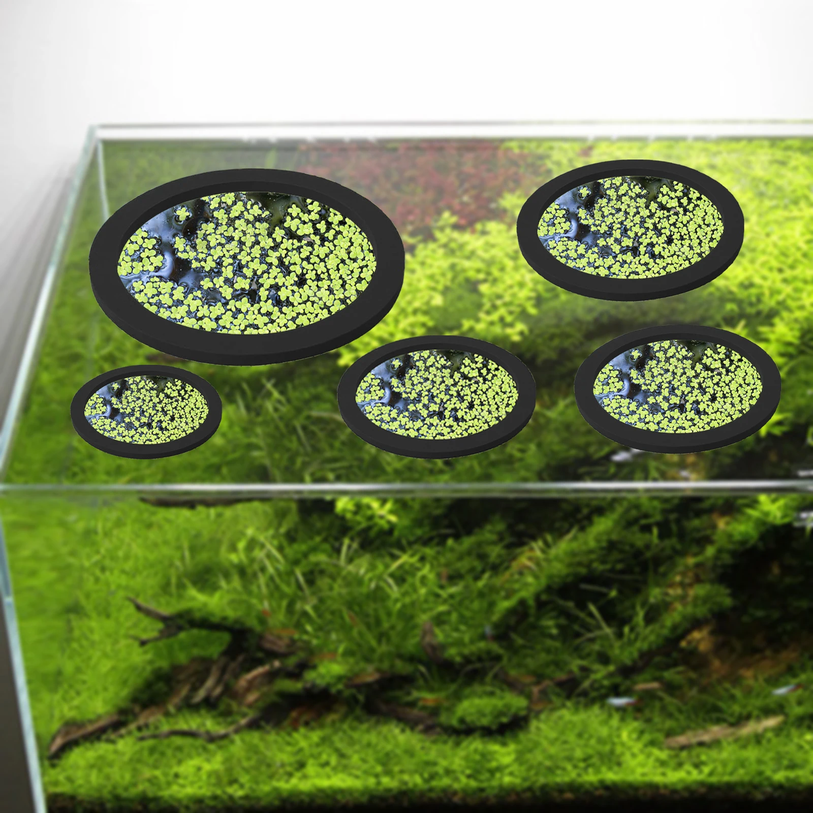 5Pcs EVA Fish Feeding Ring Aqu - Planted Tank review and price