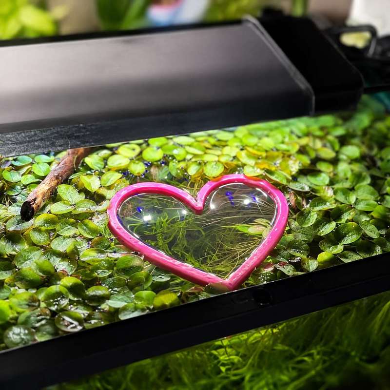 Heart Shaped Floating Fish Fee - Aquarium Fertilizer review and price