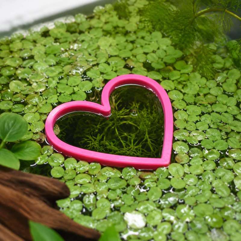 Heart Shaped Floating Fish Fee - Aquarium Fertilizer review and price